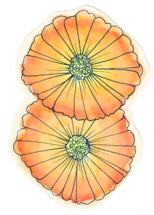 Two hand-drawn bright orange and yellow flowers