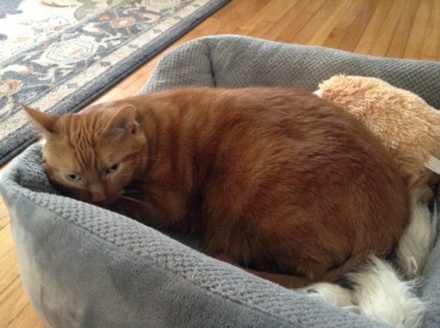 An orange cat curled up in a gray cat bed on a wooden floor