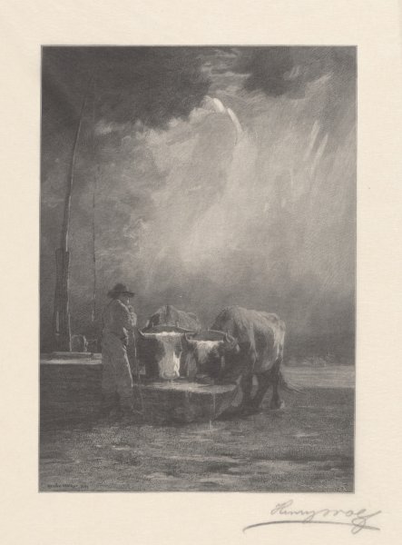 Oxen Drinking