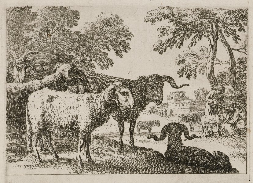 The Rams