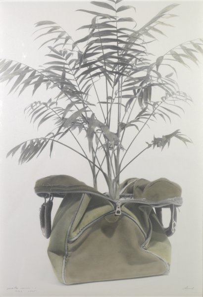 palm series