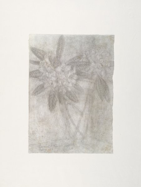 Roses from the portfolio Blossoms and Flowers