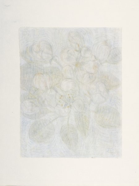 Apple Blossom from the portfolio Blossoms and Flowers