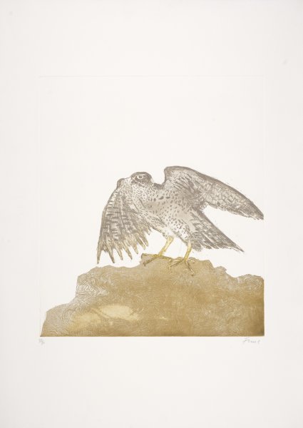 Goshawk from the series Birds of Prey