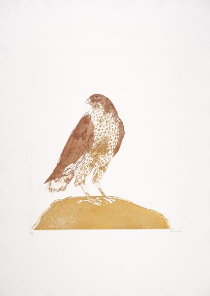 Honey Buzzard from the series Birds of Prey