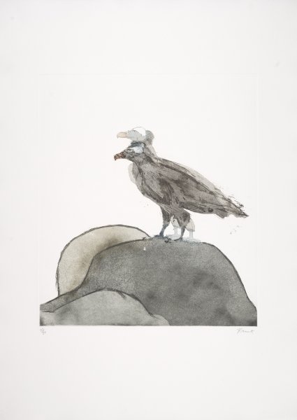 Lammergeier from the series Birds of Prey