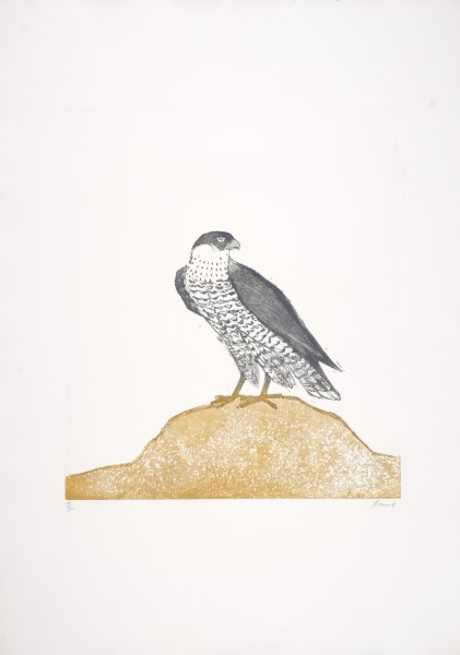 Peregrine Falcon from the series Birds of Prey