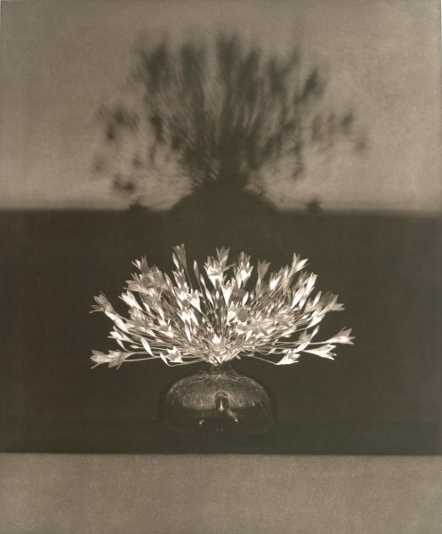Untitled from the portfolio Flowers | Buffalo AKG Art Museum
