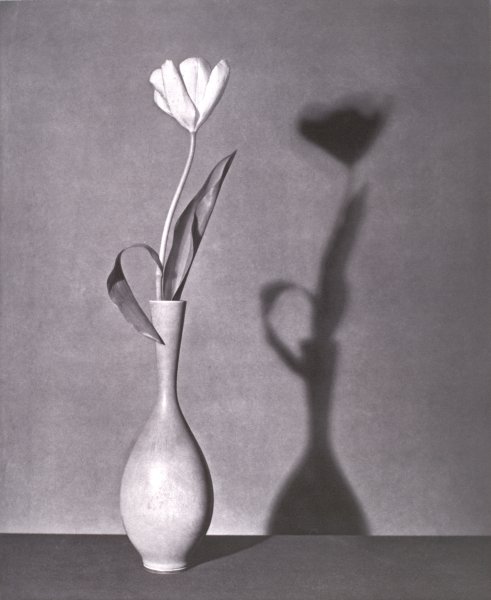 Robert Mapplethorpe | Buffalo AKG Art Museum
