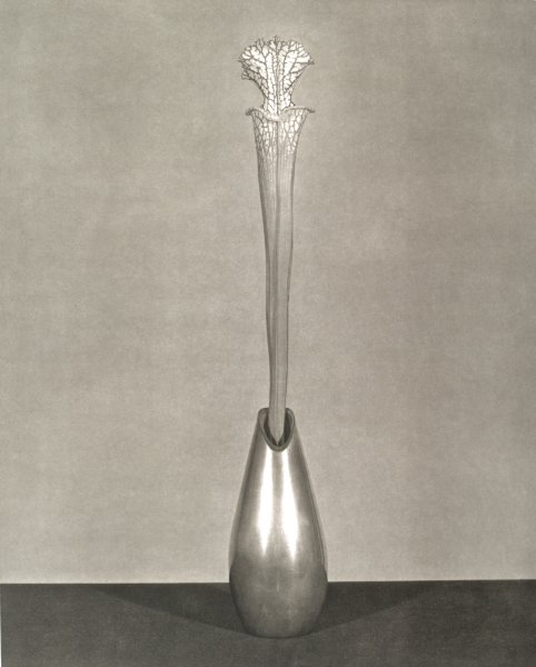 Robert Mapplethorpe | Buffalo AKG Art Museum