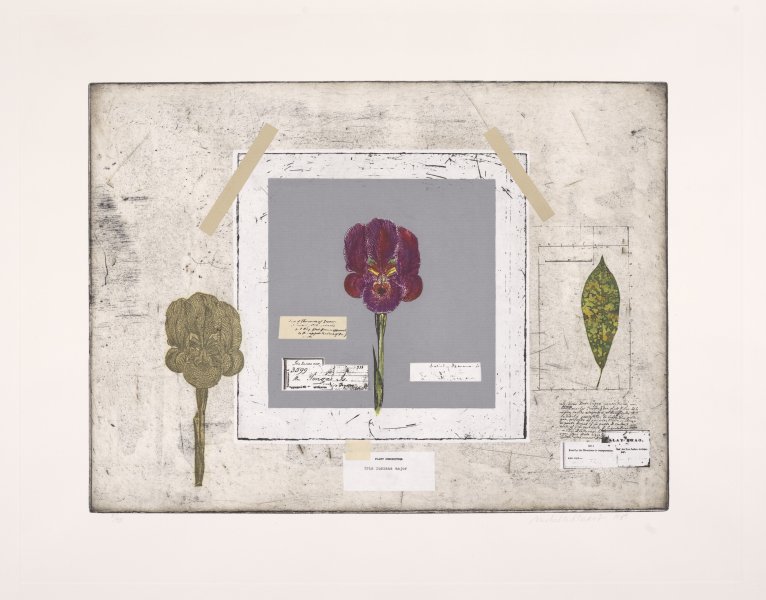 Voyage to the South Seas: Flora Iris from A Suite of Three Color Etchings