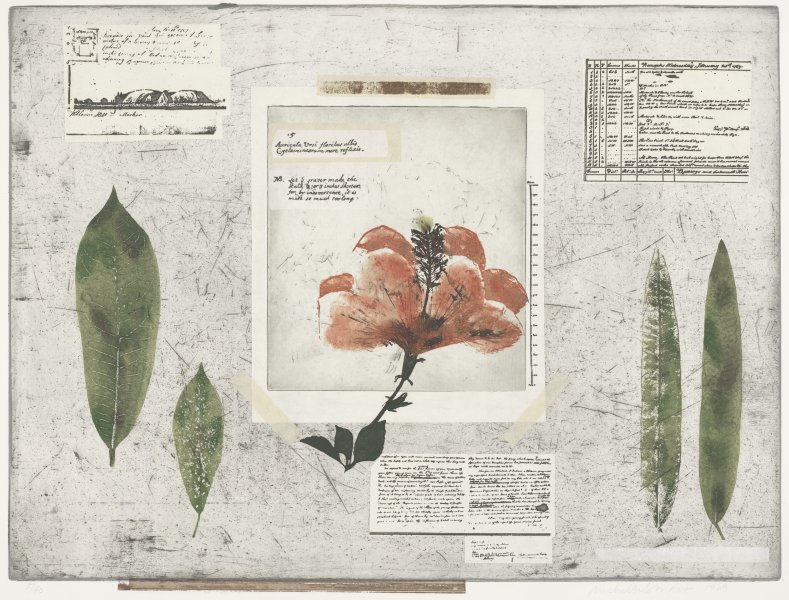 Voyage to the South Seas: Flora Otaheite from A Suite of Three Color Etchings