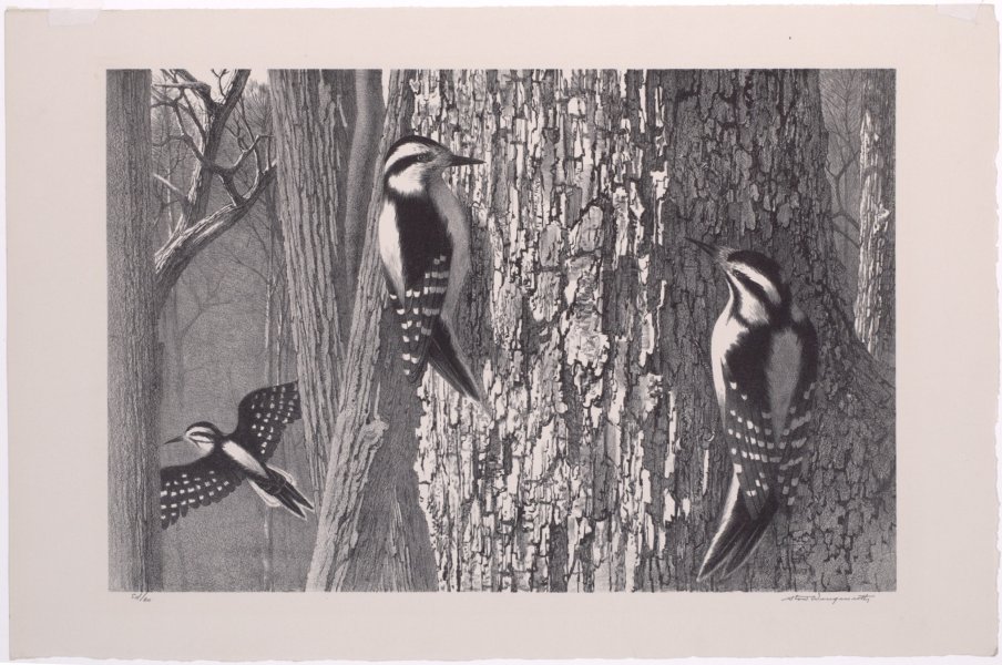 Downy Woodpeckers