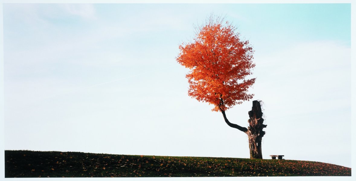 Dr. Wadsworth's Tree, Chautauqua, NY from the series Extreme Horticulture