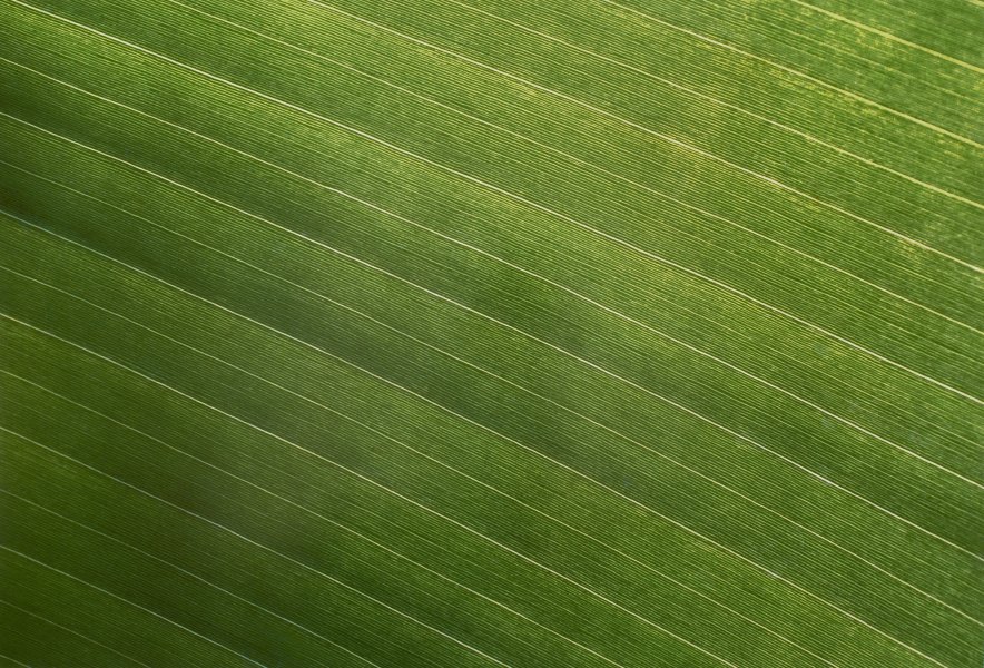 Costa Rican Leaf