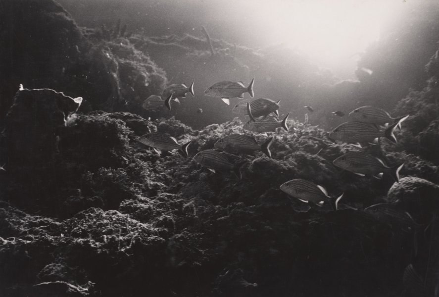 [Untitled]