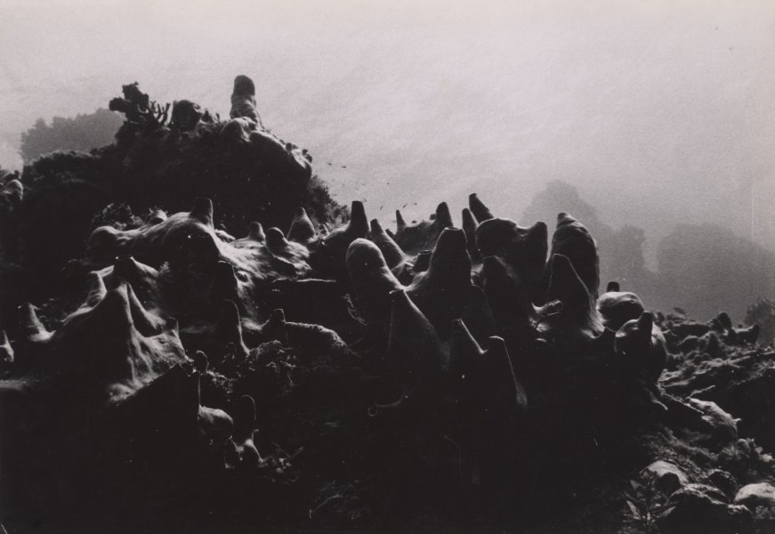 [Untitled]