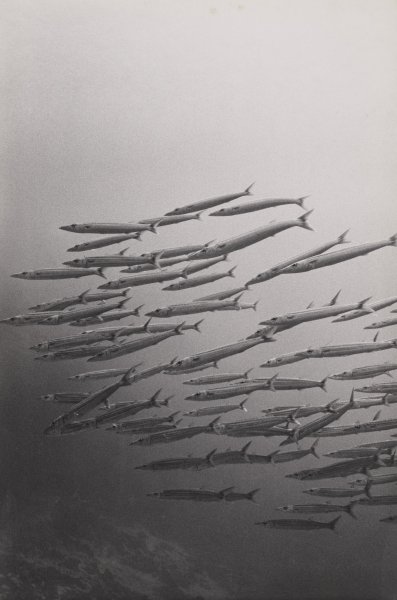 [Untitled]