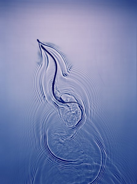 Adam Fuss: Visual Resonance | Buffalo AKG Art Museum