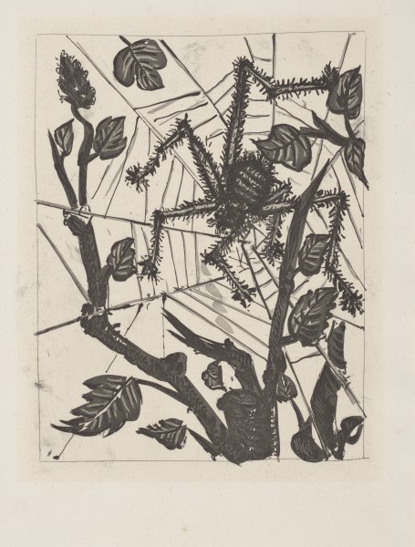 L'Araignée (The Spider) from the portfolio Illustrations for Histoire Naturelle by Buffon