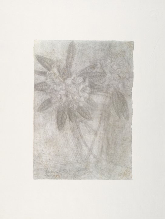 Roses from the portfolio Blossoms and Flowers