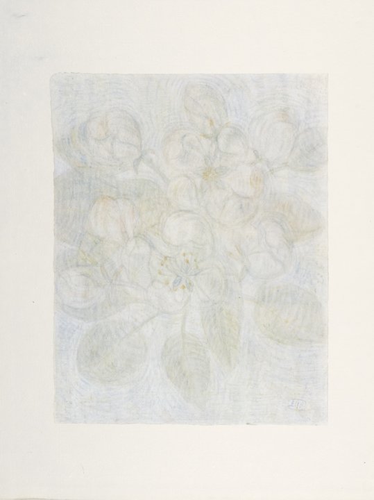 Apple Blossom from the portfolio Blossoms and Flowers