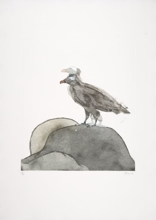 Lammergeier from the series Birds of Prey