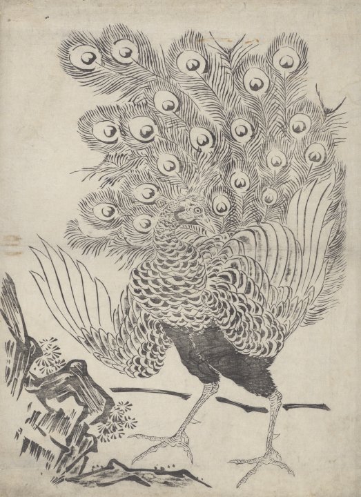 Peacock Spreading his Feathers