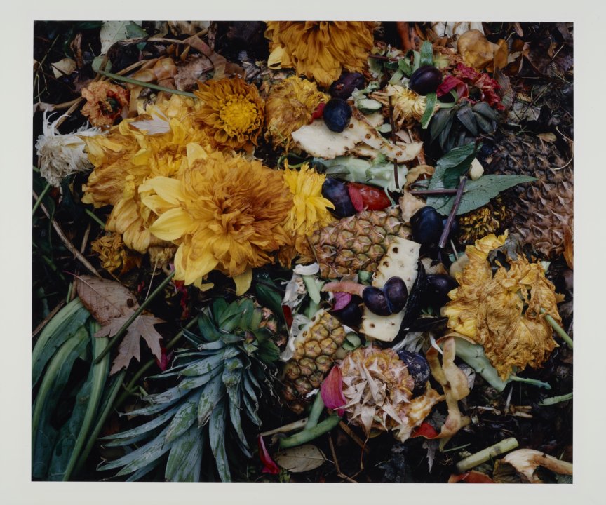 10/3/92 from The Very Rich Hours of a Compost Pile (pineapple)