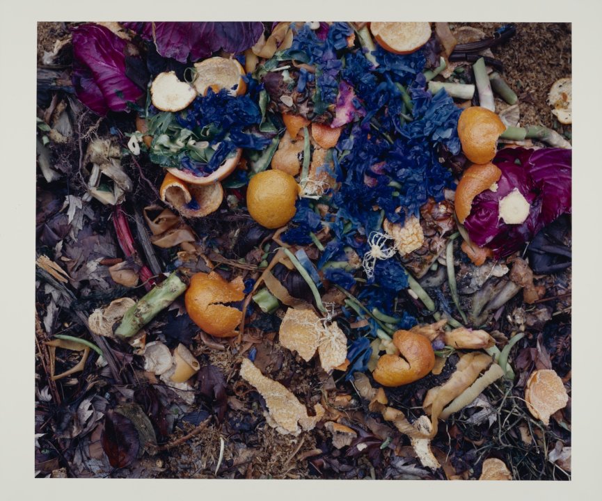 12/27/92 from The Very Rich Hours of a Compost Pile (red cabbage)