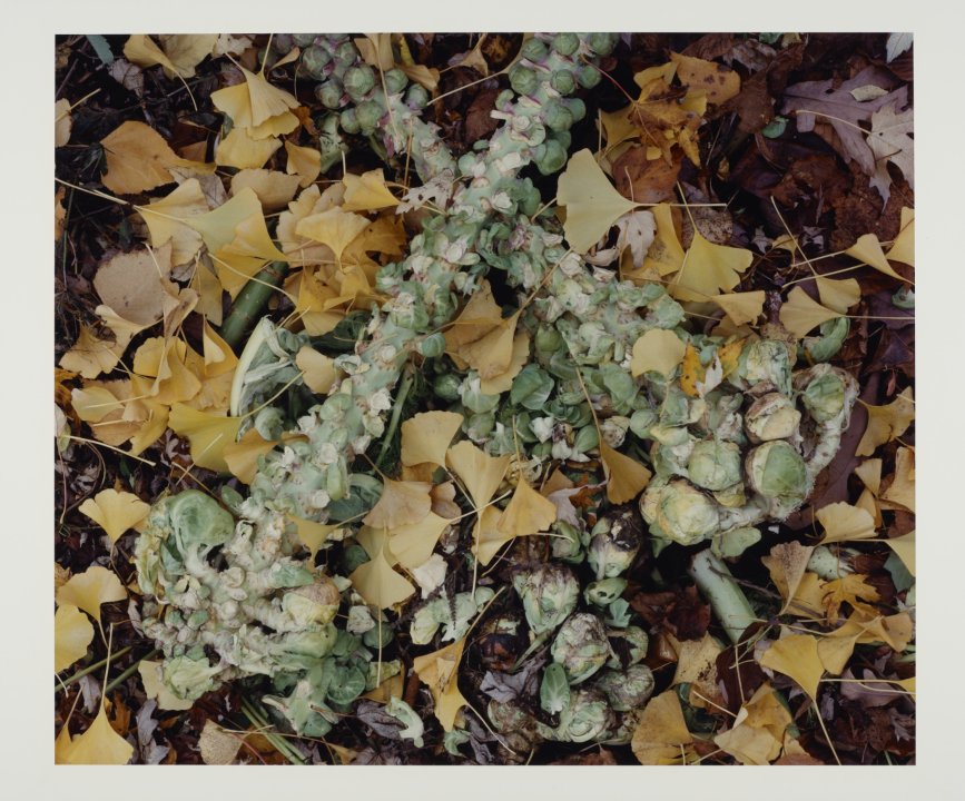 11/6/94 from The Very Rich Hours of a Compost Pile (brussel sprouts & ginko leaves)