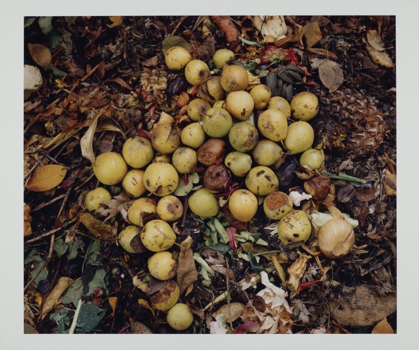 10/12/92 from The Very Rich Hours of a Compost Pile (pears)