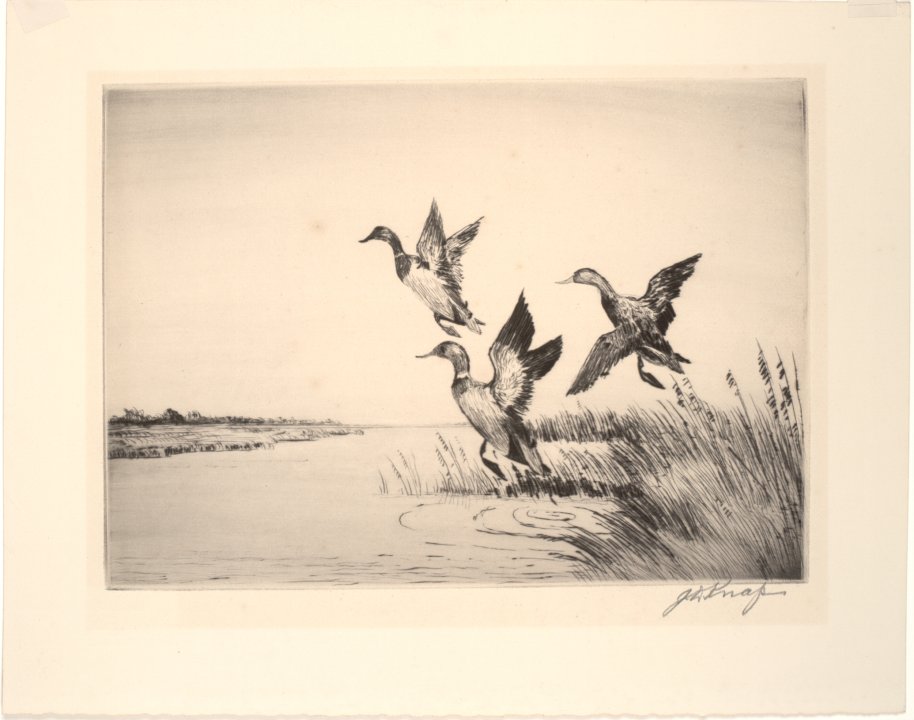 Mallards Away
