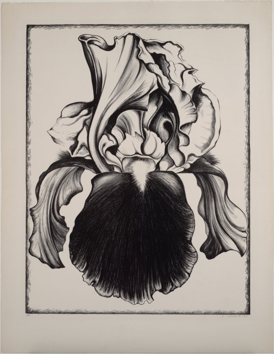Iris