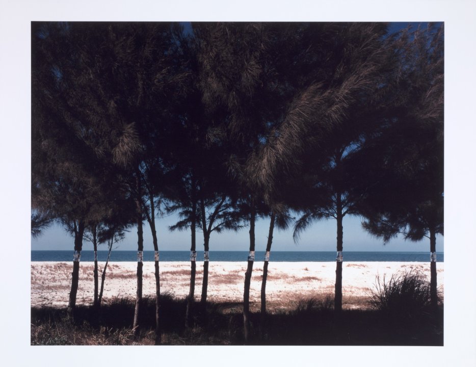 Australian Pines, Fort DeSoto, Florida from the series Altered Landscapes