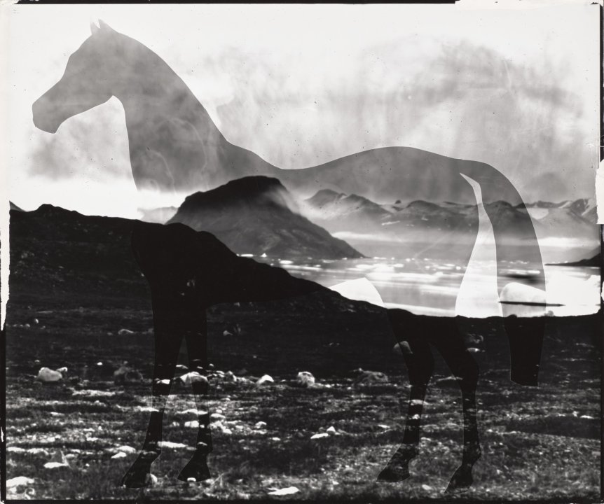 Untitled [Horse]