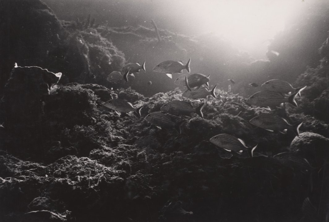 [Untitled]