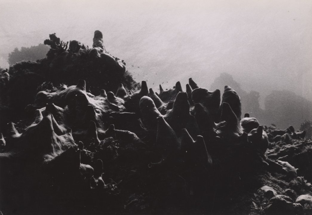 [Untitled]
