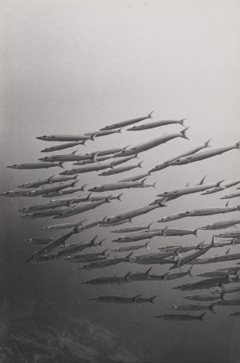 [Untitled]