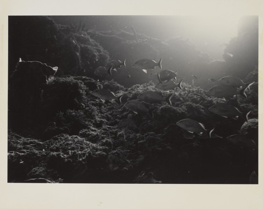 [Untitled]
