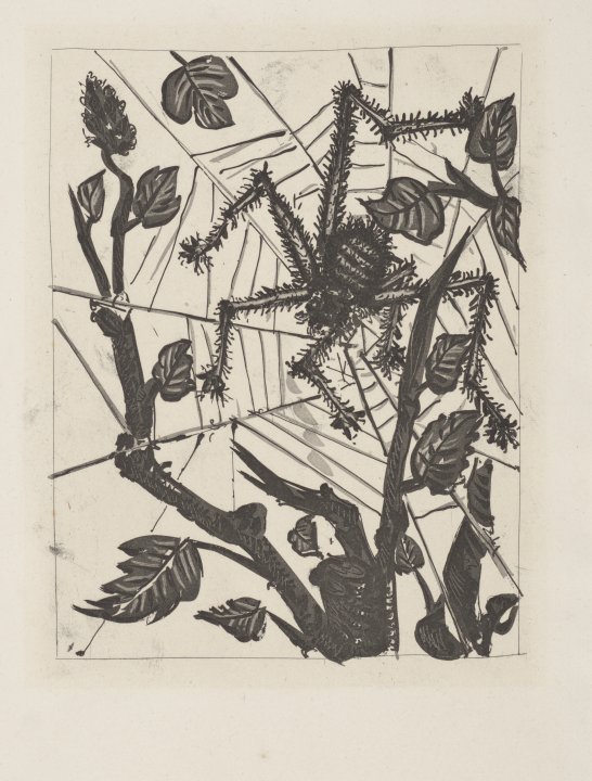 L'Araignée (The Spider) from the portfolio Illustrations for Histoire Naturelle by Buffon
