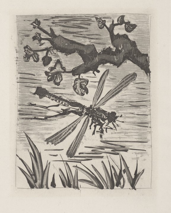 La Libellule (The Dragonfly) from the portfolio Illustrations for Histoire Naturelle by Buffon