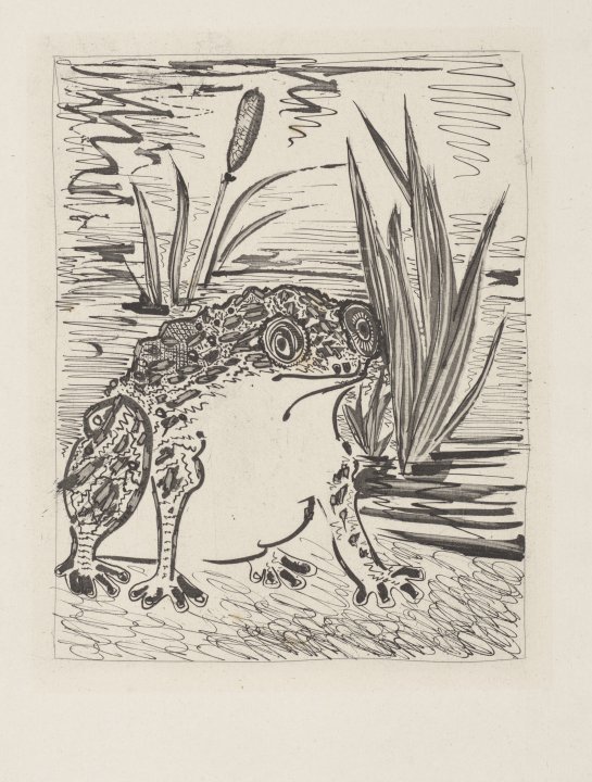 Le Crapaud (The Toad) from the portfolio Illustrations for Histoire Naturelle by Buffon