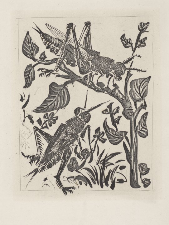 La Sauterelle (The Grasshopper) from the portfolio Illustrations for Histoire Naturelle by Buffon