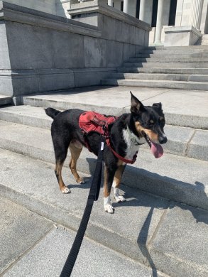 A dog wearing a red vest on museum stairs