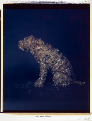 William Wegman's Sitting Airedale with Tale, 1981