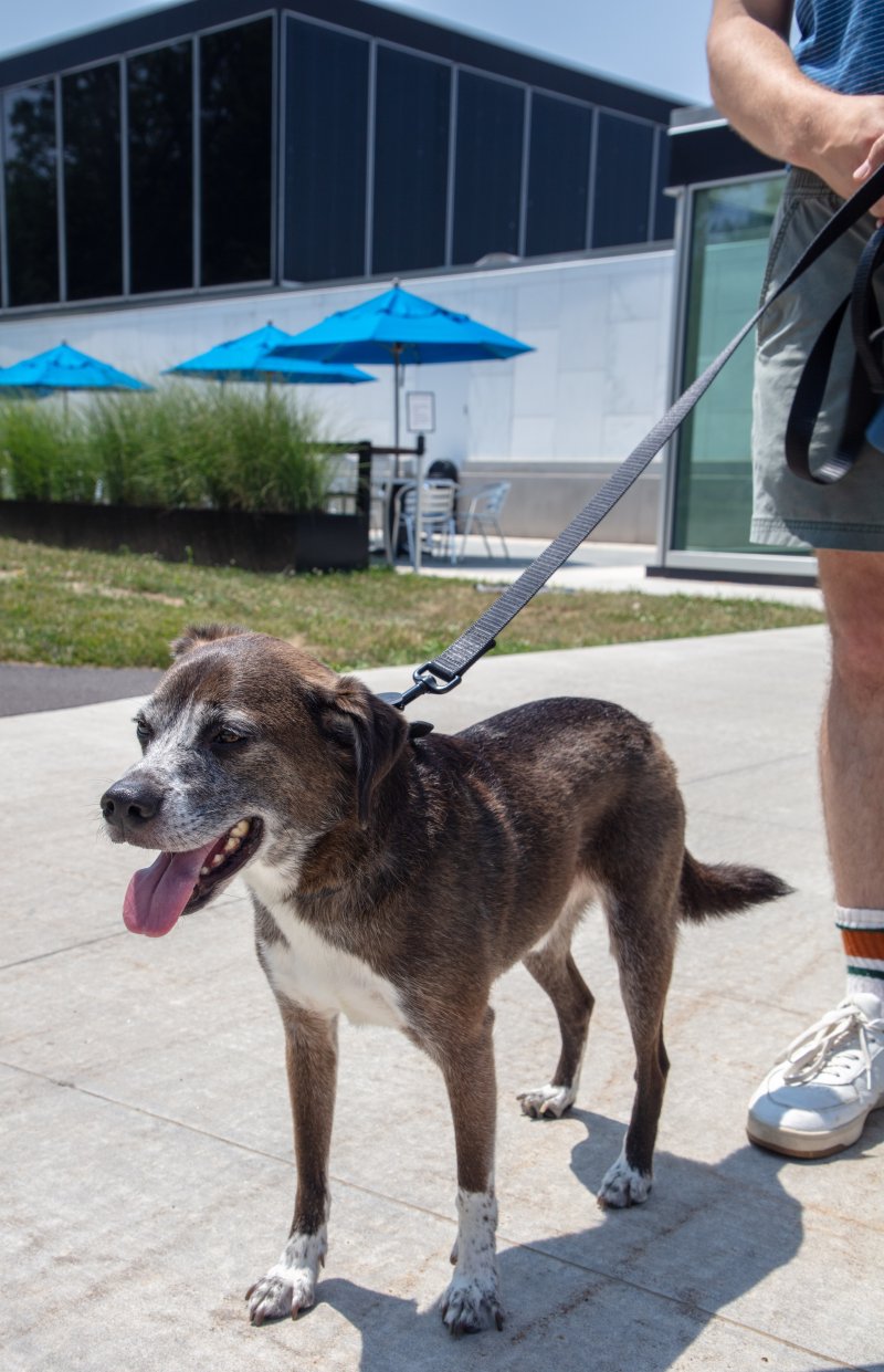 A small brown dog on a leash