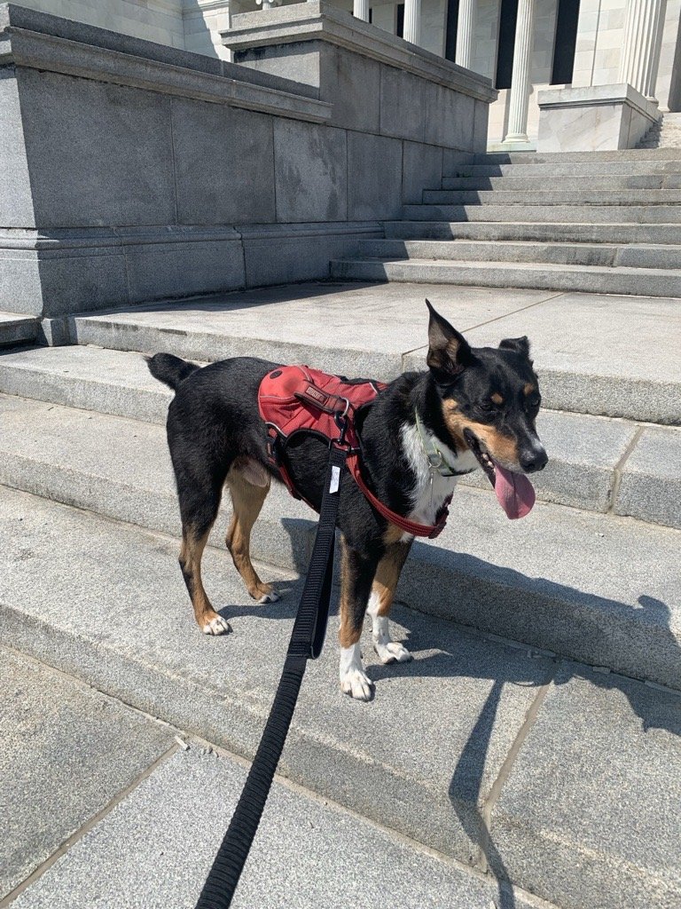A dog wearing a red vest on museum stairs